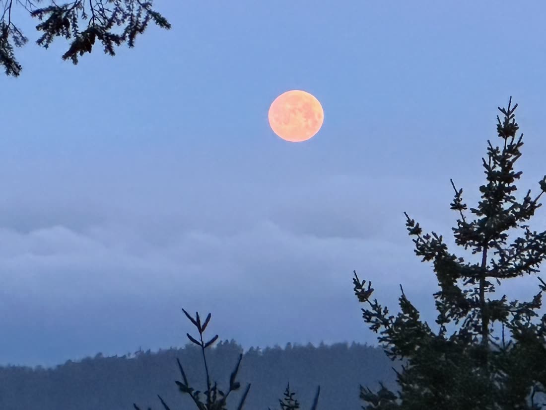 A full moon rising over the treeline